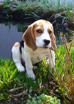 Beagle am Gartenteich